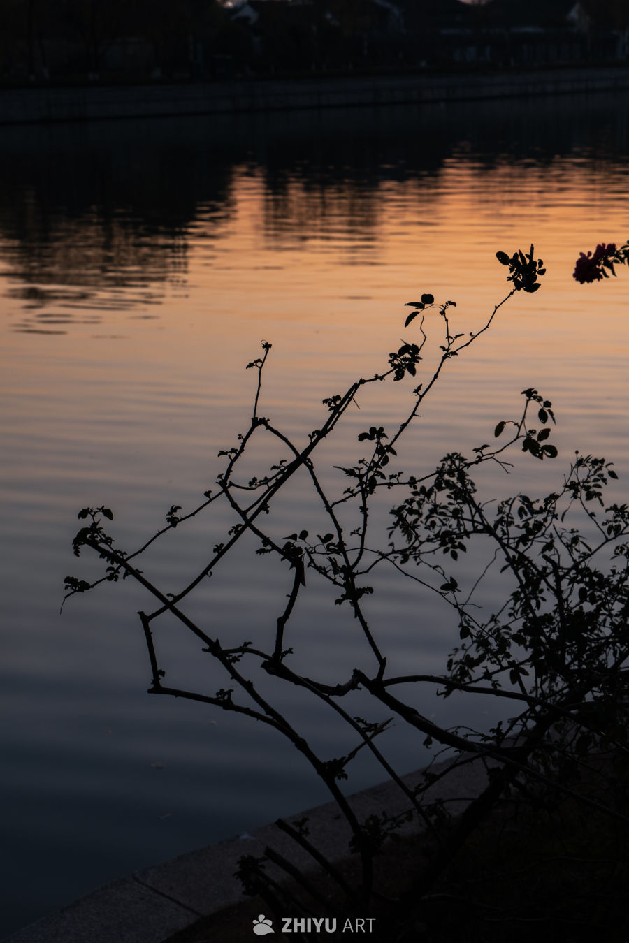 黄昏水畔的剪影