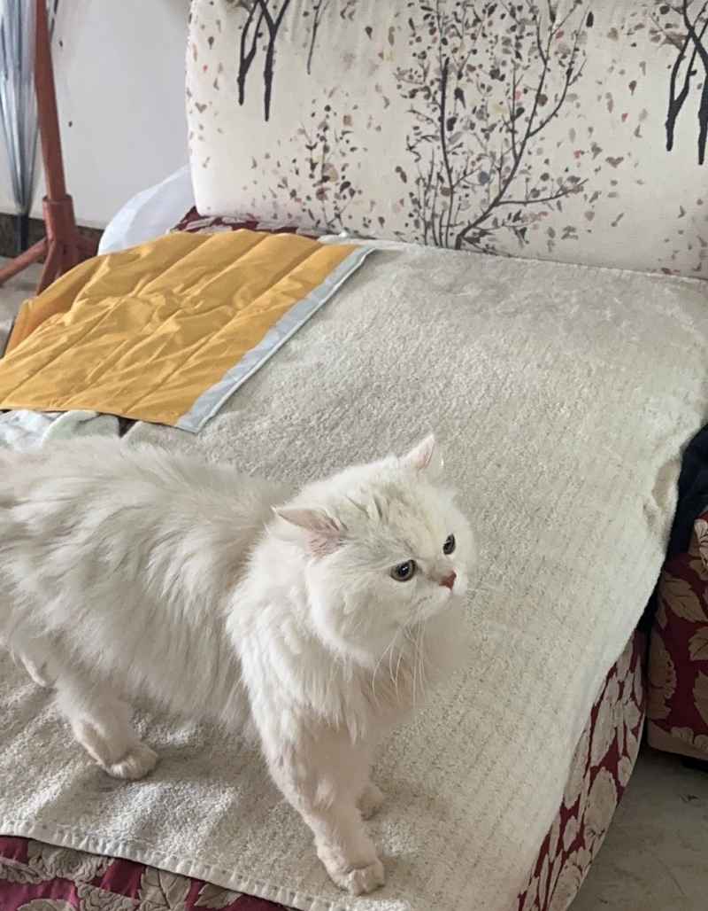 可爱的猫猫，谁能抗拒呢 9