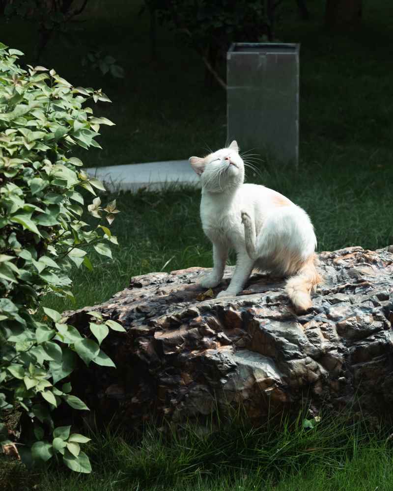 阳光下的猫咪