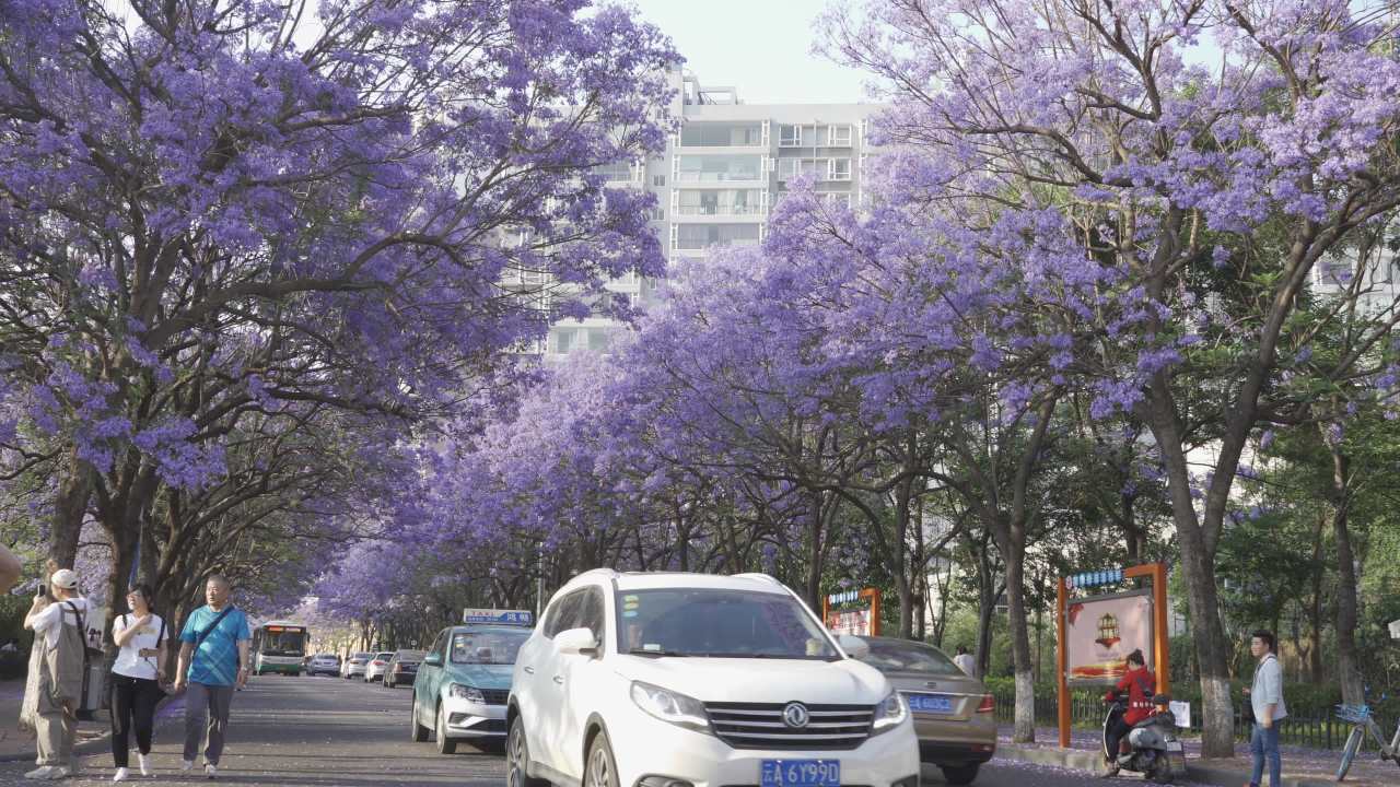 紫树下的城市漫步