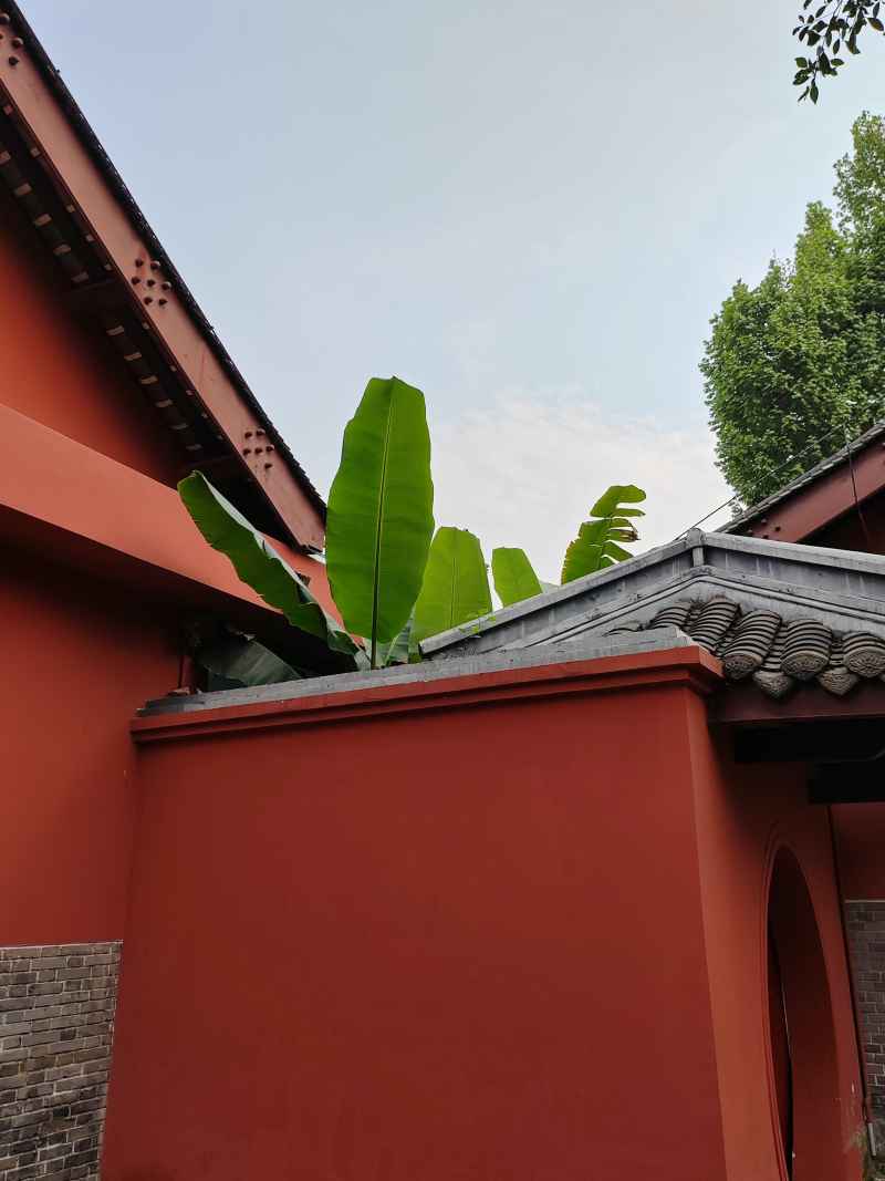 芭蕉叶