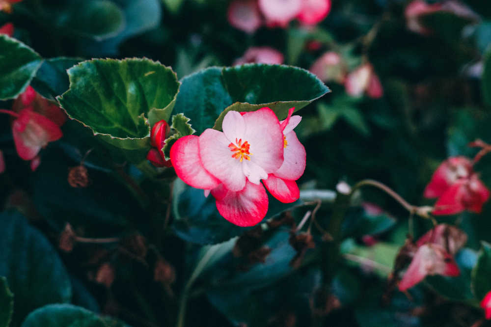 公园里的花
