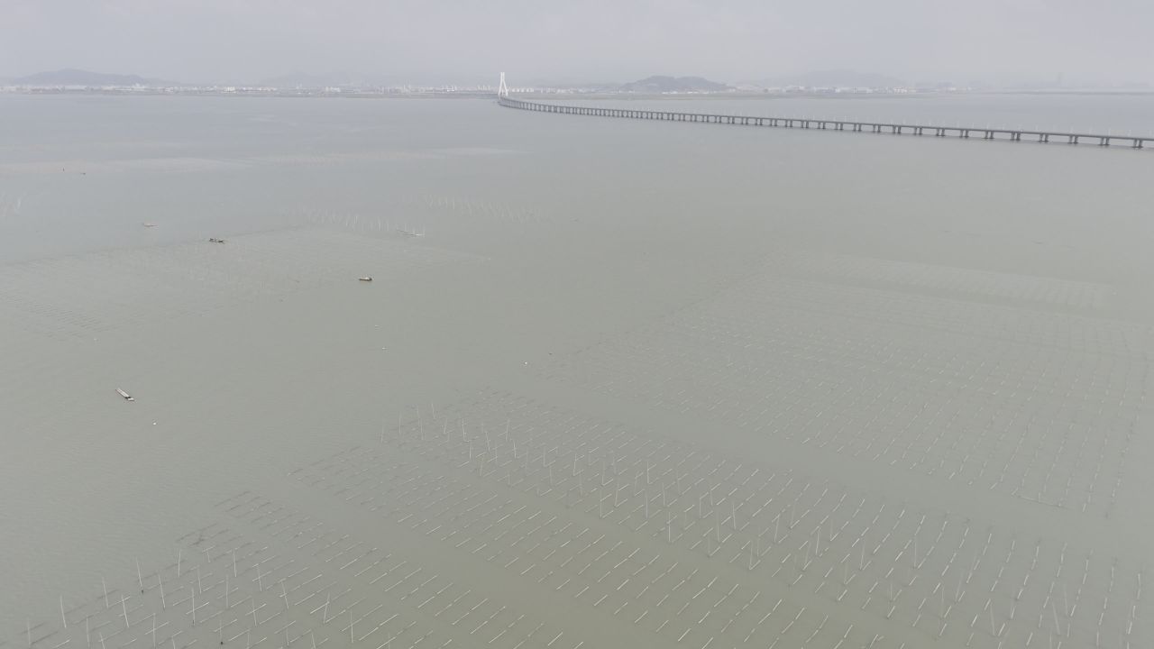 紫菜养殖 16