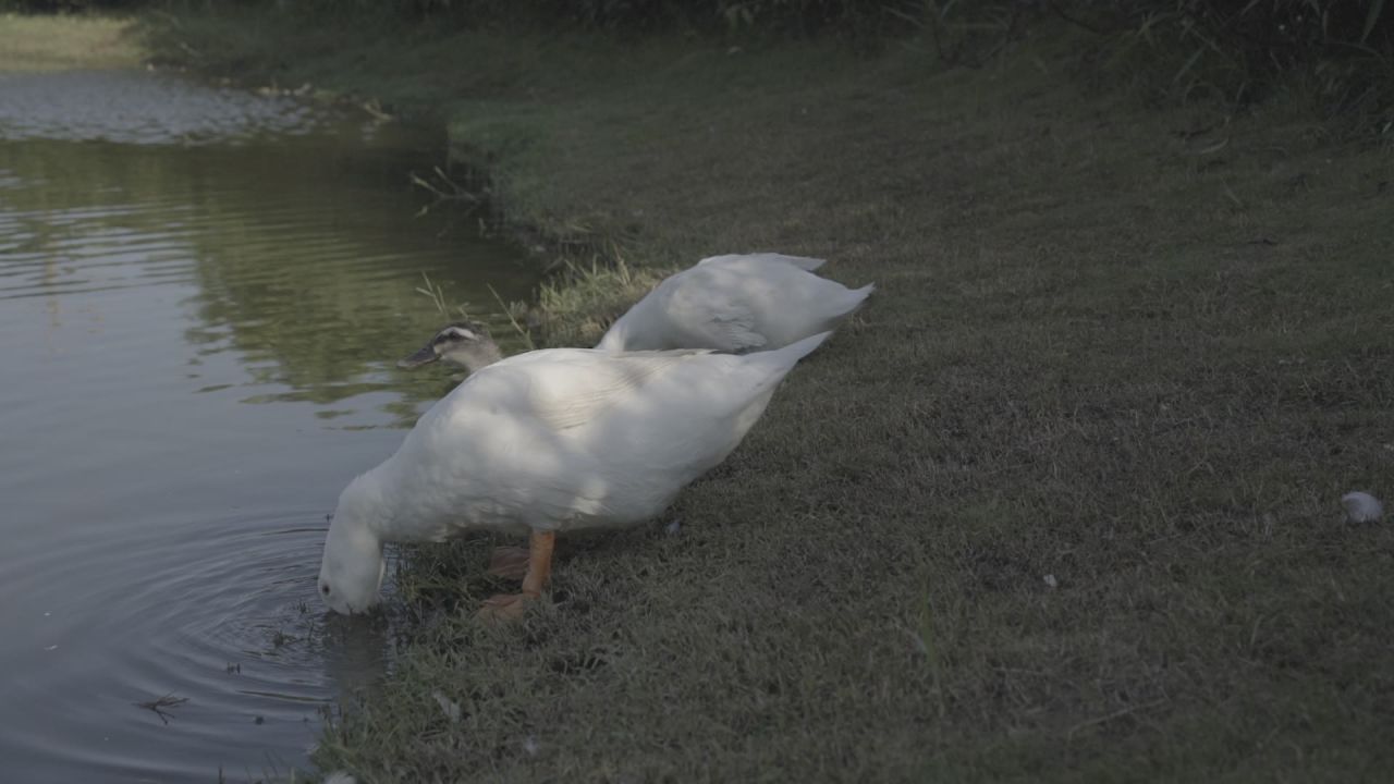两只鸭子在湖边喝水