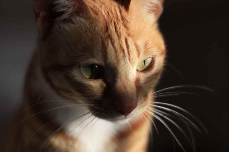 橘猫