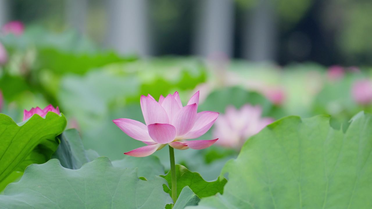 荷花02507112