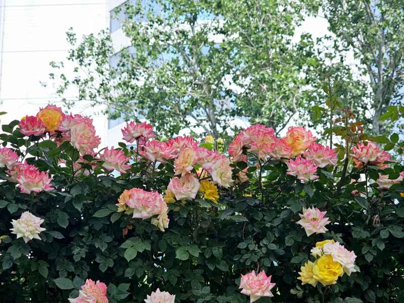 花/花墙