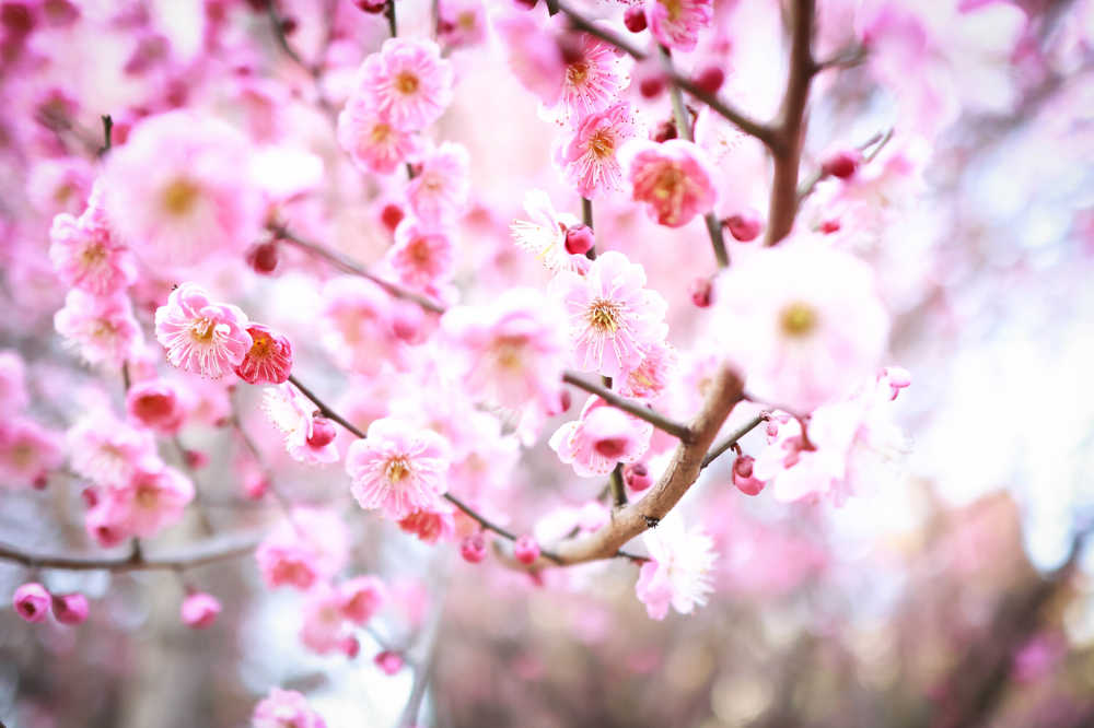 梅花素材