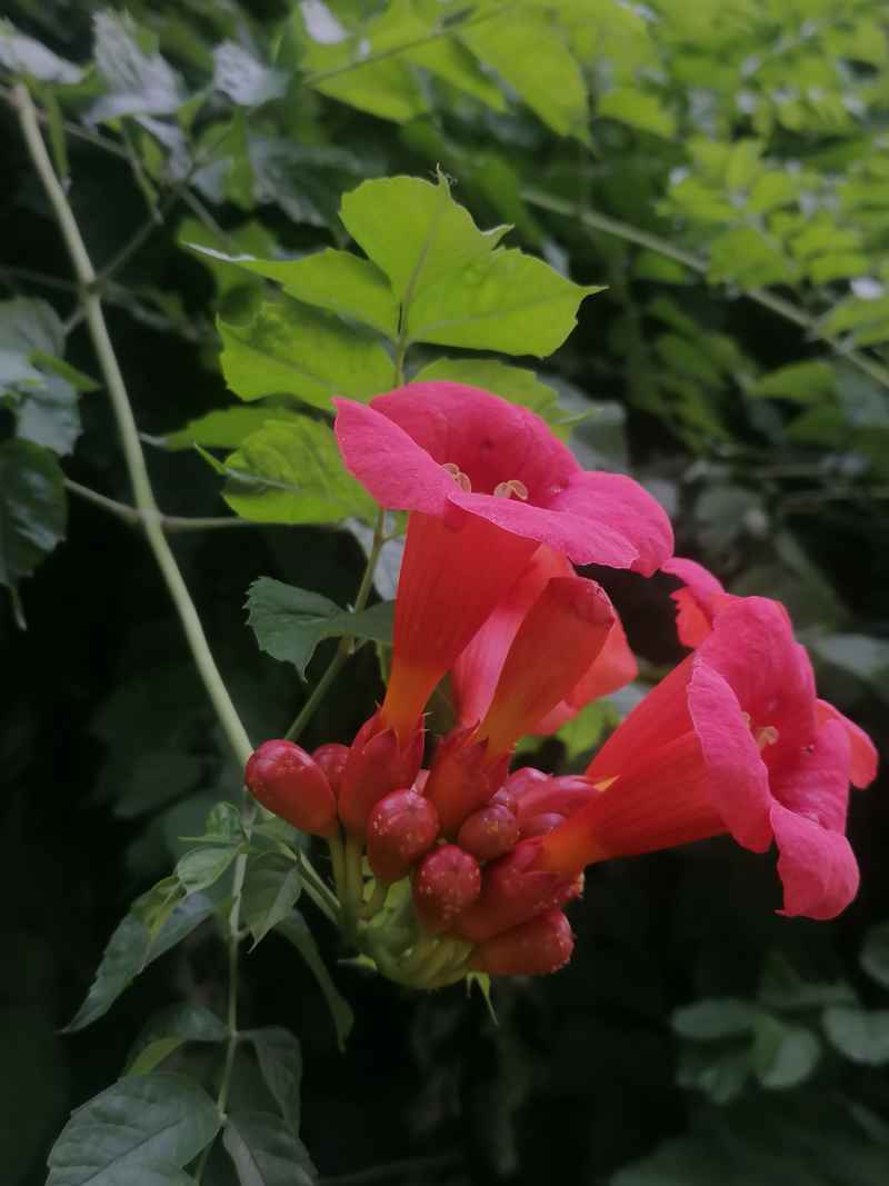 枝伸叶展凌霄花
