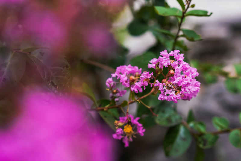 紫薇花 17