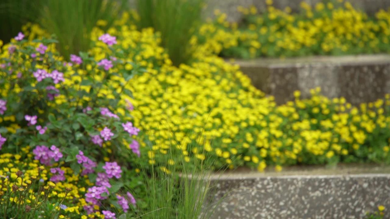 园林里的花花草草 3