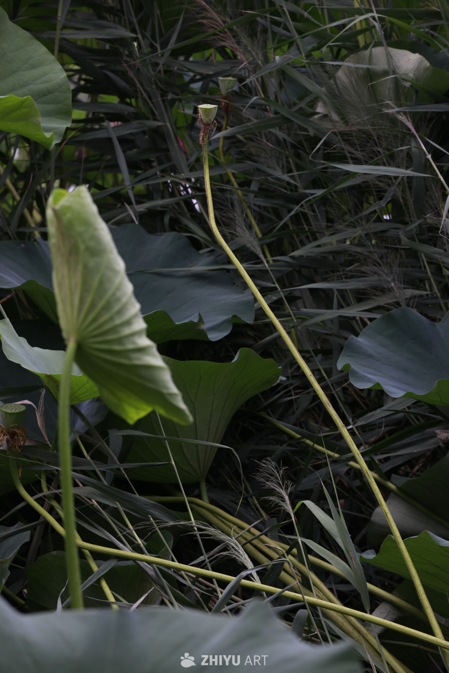 深色植物的宁静