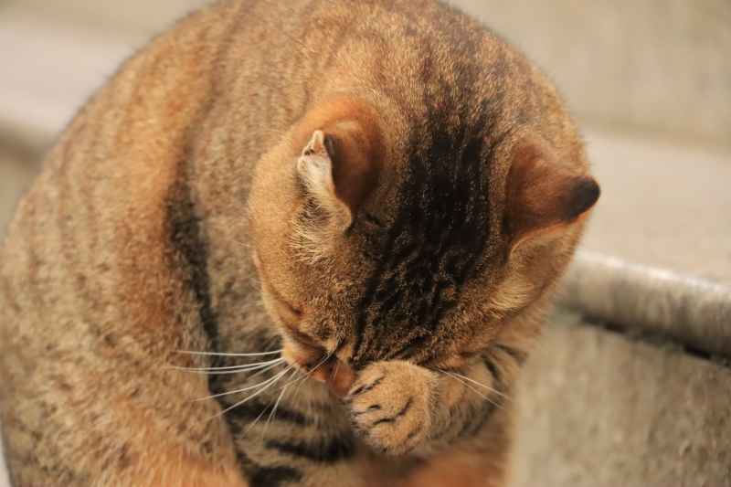 猫咪洗脸