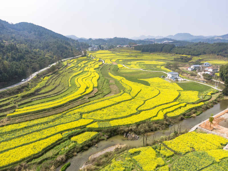 美丽乡村金黄油菜花盛开航拍摄影图 