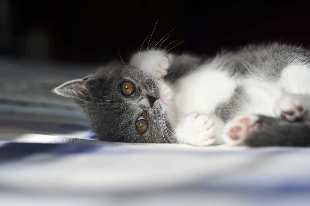 小奶猫
