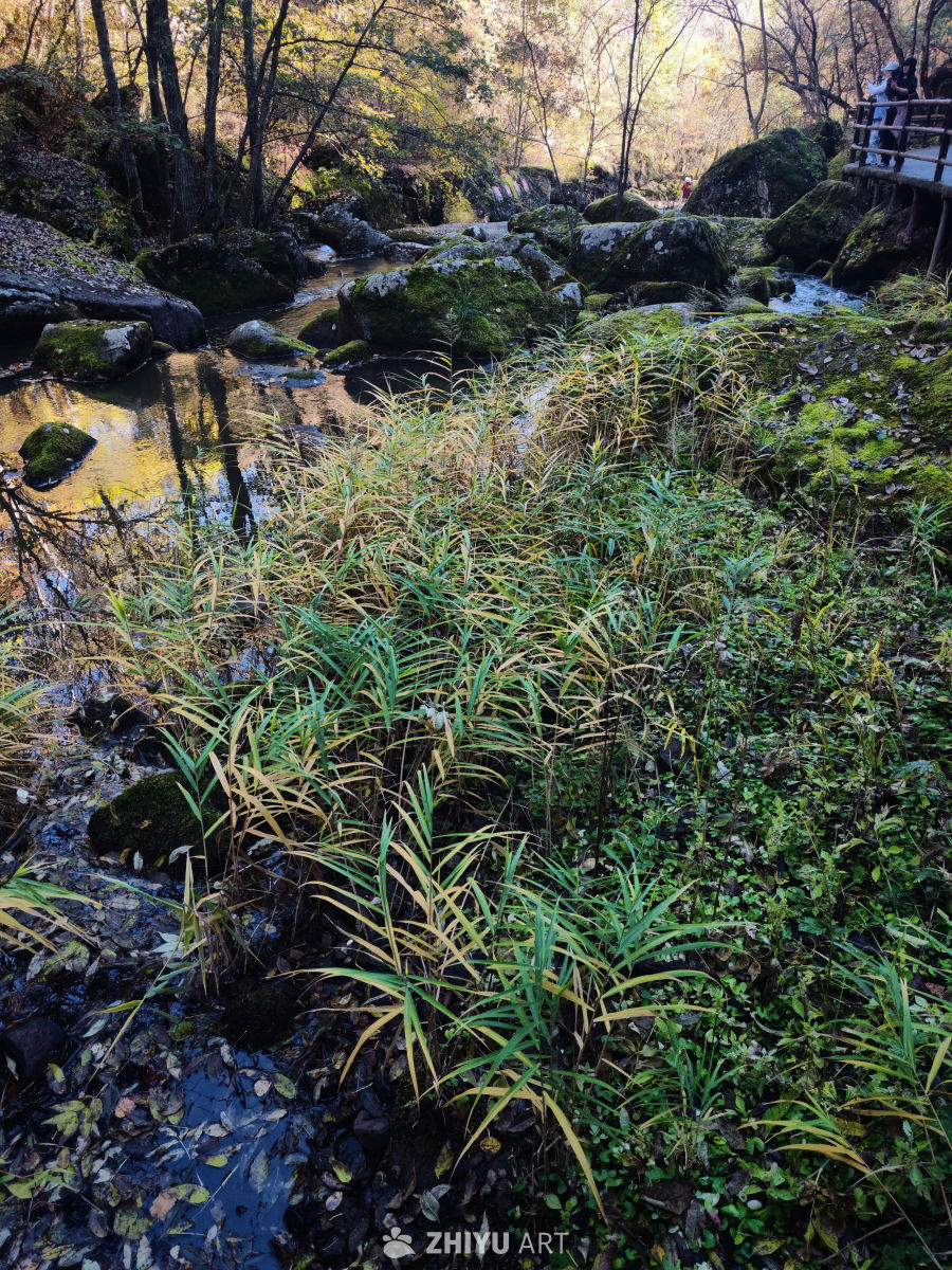 秋溪草影