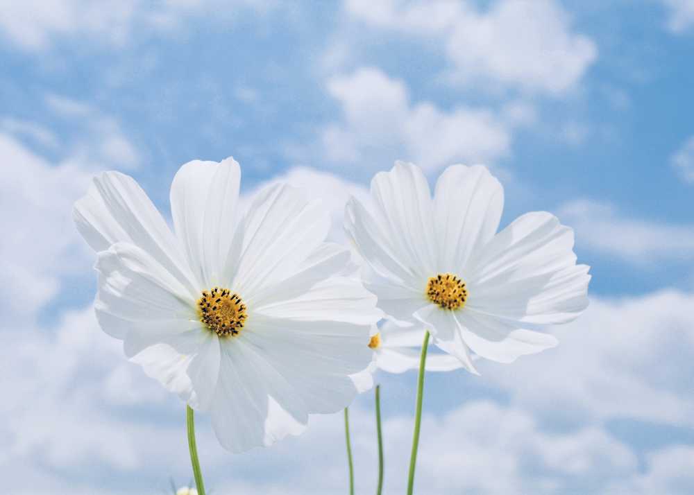 蓝天下的格桑花