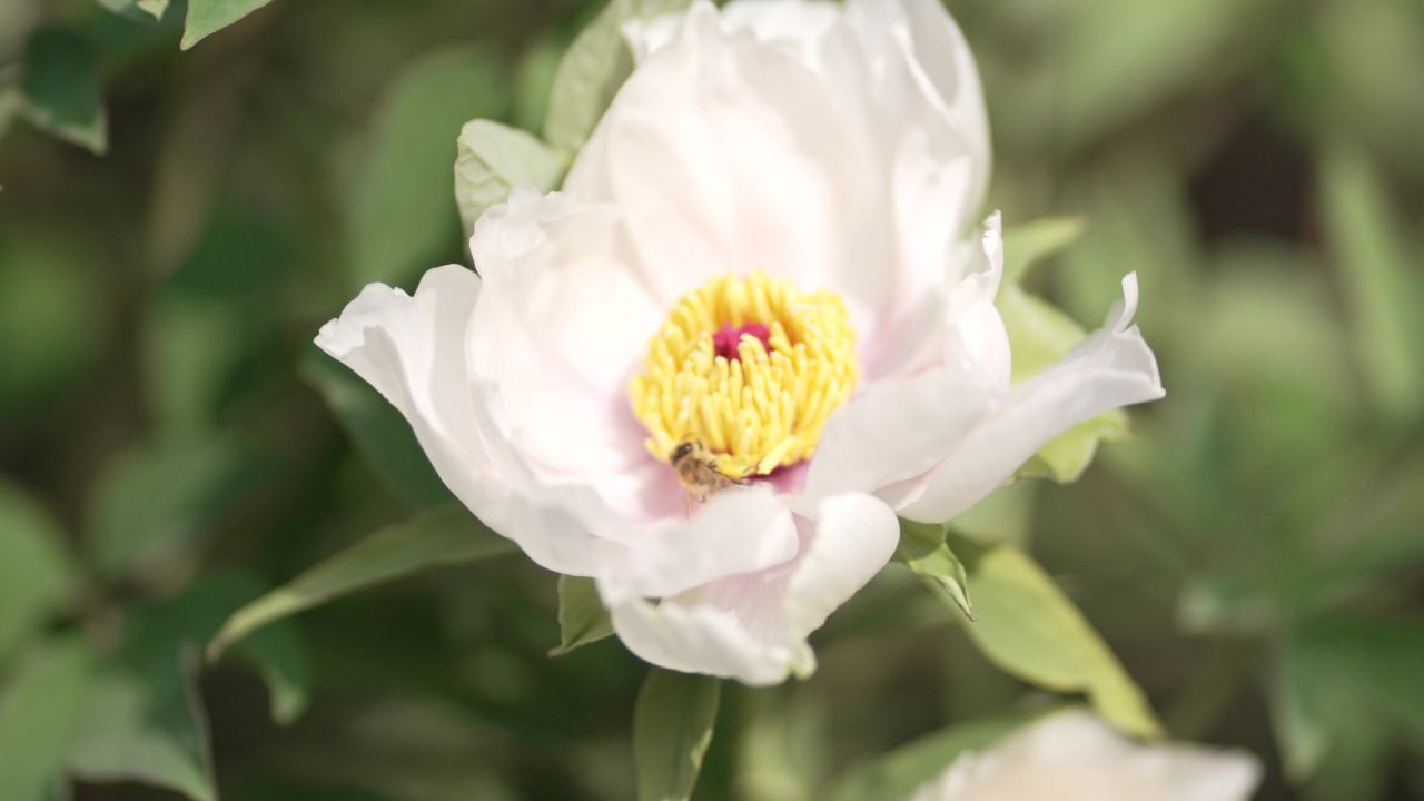 洛阳国花园植物花朵特写大虚化
