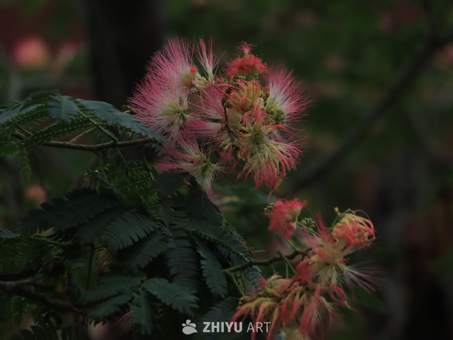粉红羽毛花盛开