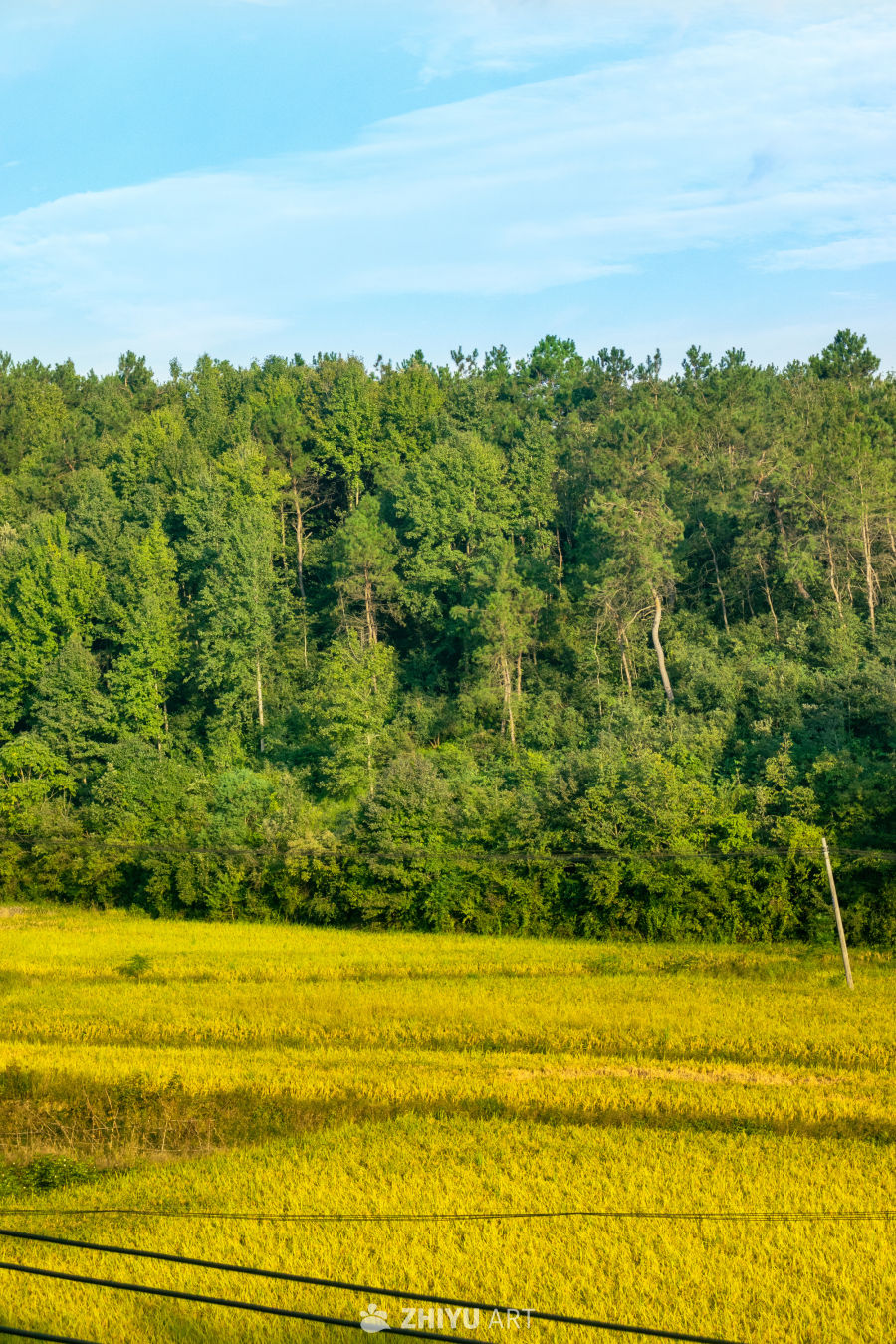 金黄田野与绿林相伴