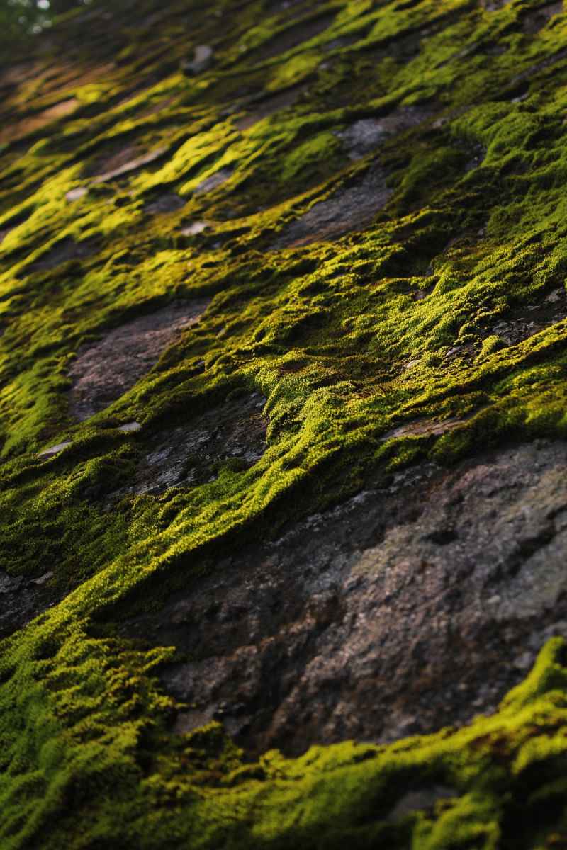 阳光下的绿色苔藓墙