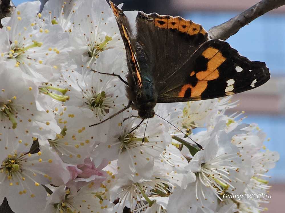 蝴蝶和樱桃花