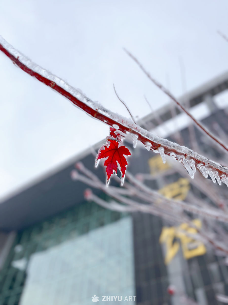 冬日红叶冰晶