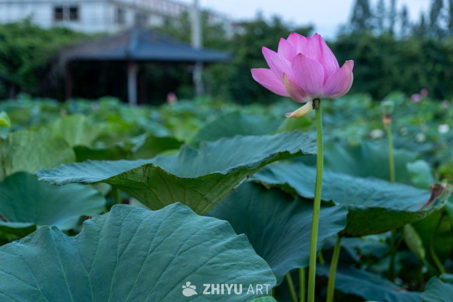 荷花 22