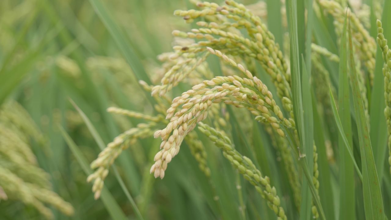 农村水稻田野粮食庄稼丰收 9