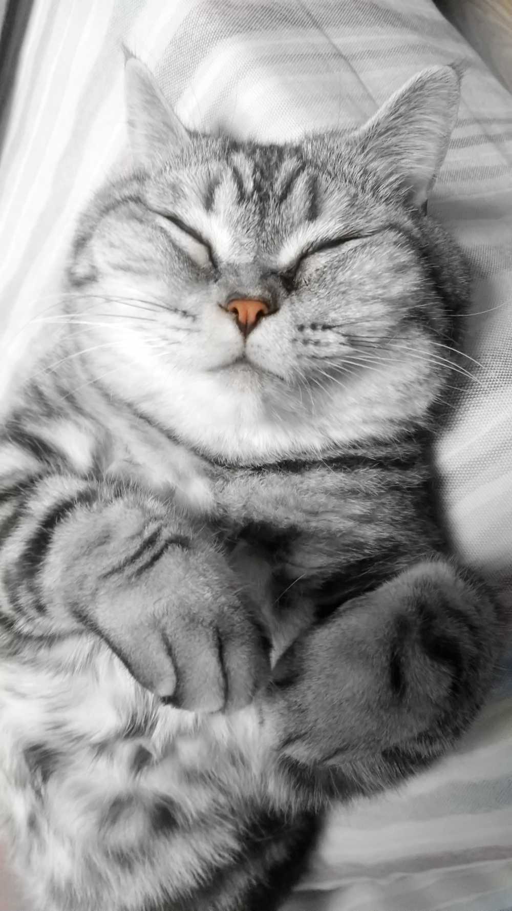 酣睡的猫