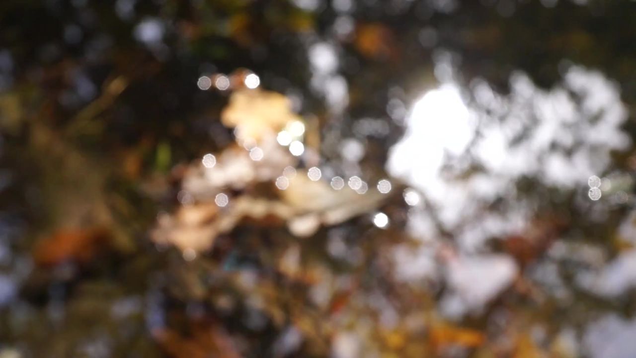 水池叶子湿秋