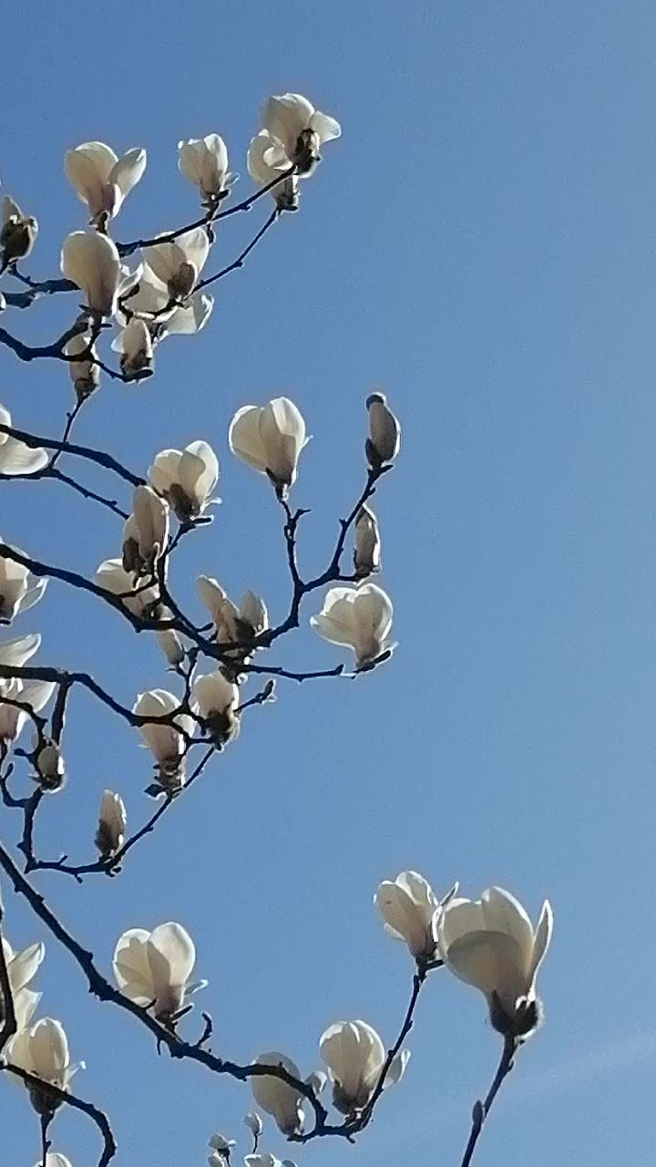 微风吹动玉兰花
