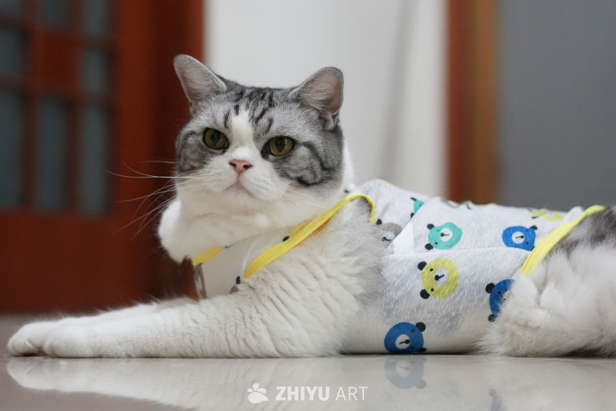 猫咪 29