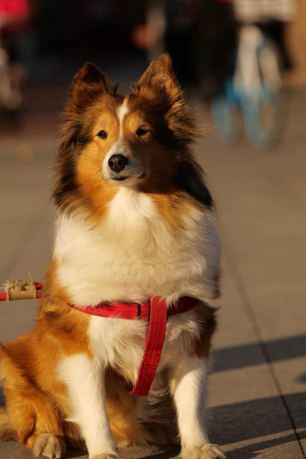 喜乐蒂牧羊犬