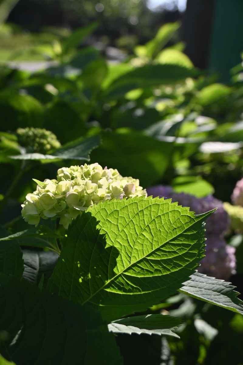 绣球花 4