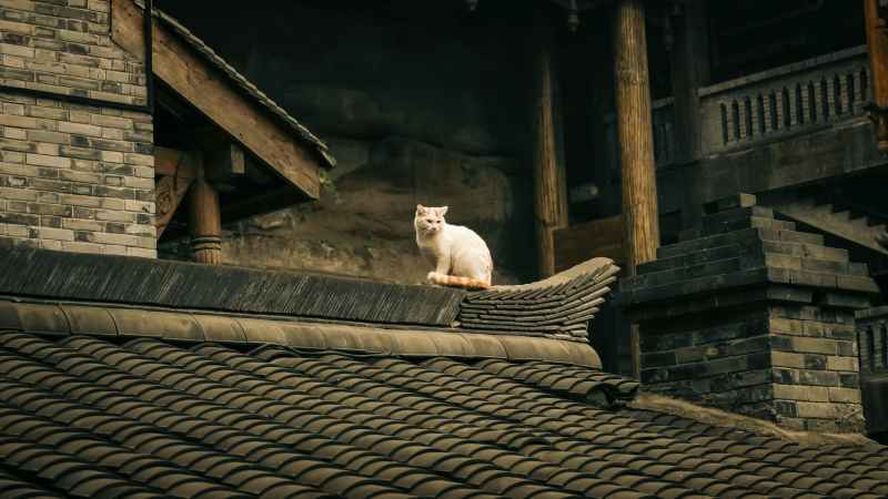 白猫
