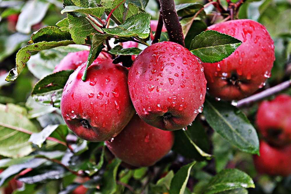 苹果水果健康红色