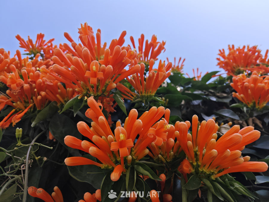 晴天炮仗花 8