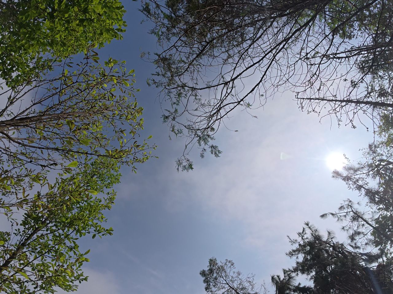 林间小径漫步