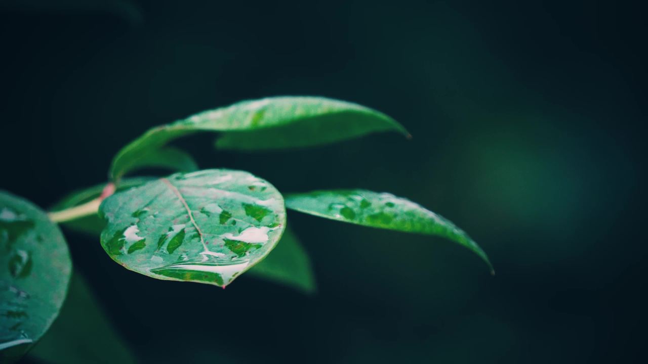 绿叶上的露珠