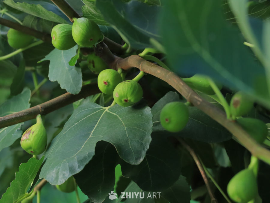 夏日里茁壮成长的无花果