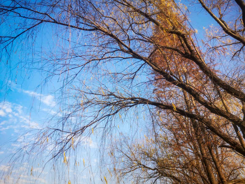 蓝天枯萎树枝植物摄影图 