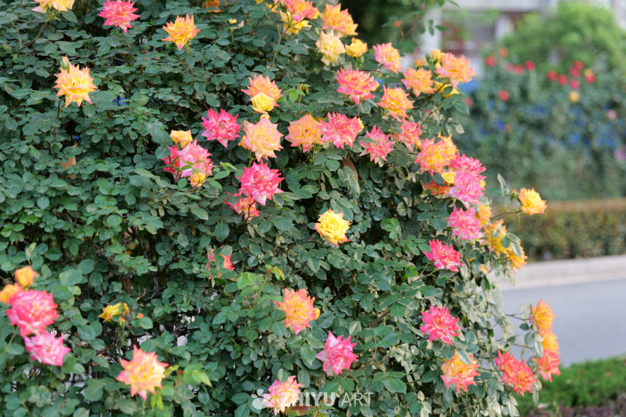 月季花 56