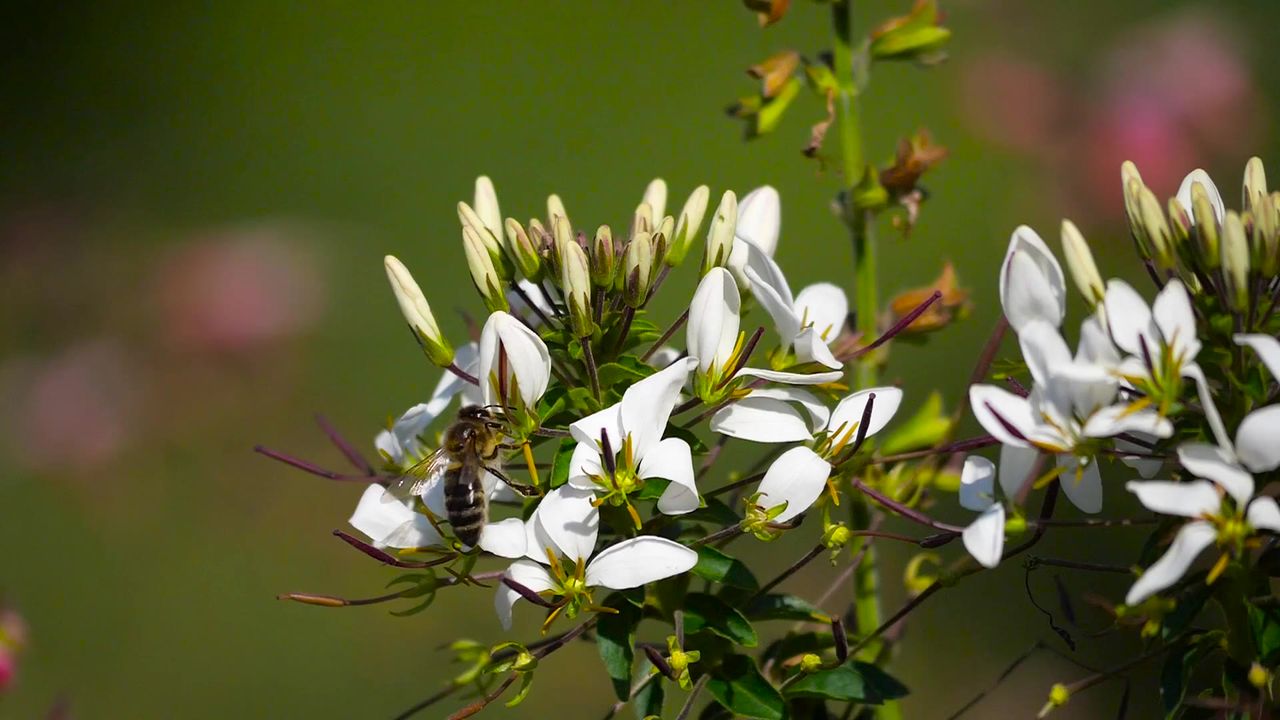 蜜蜂花鲜花昆虫多彩