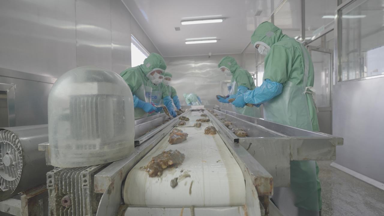 海参加工流水线作业