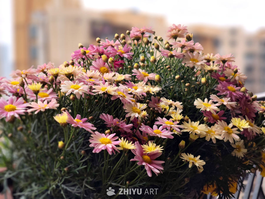 小型花盆栽阳台花卉 2