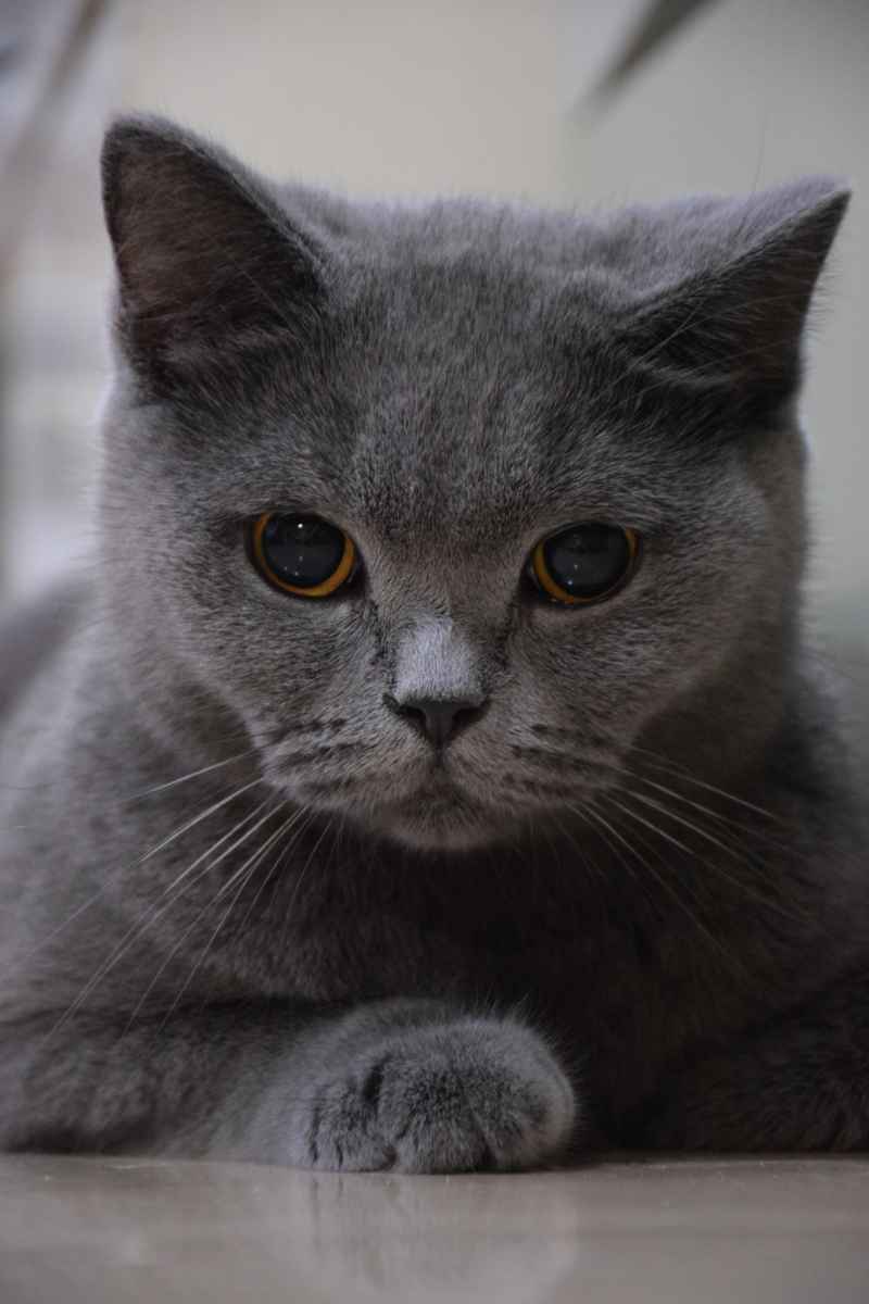 灰猫萌趣，好奇之心