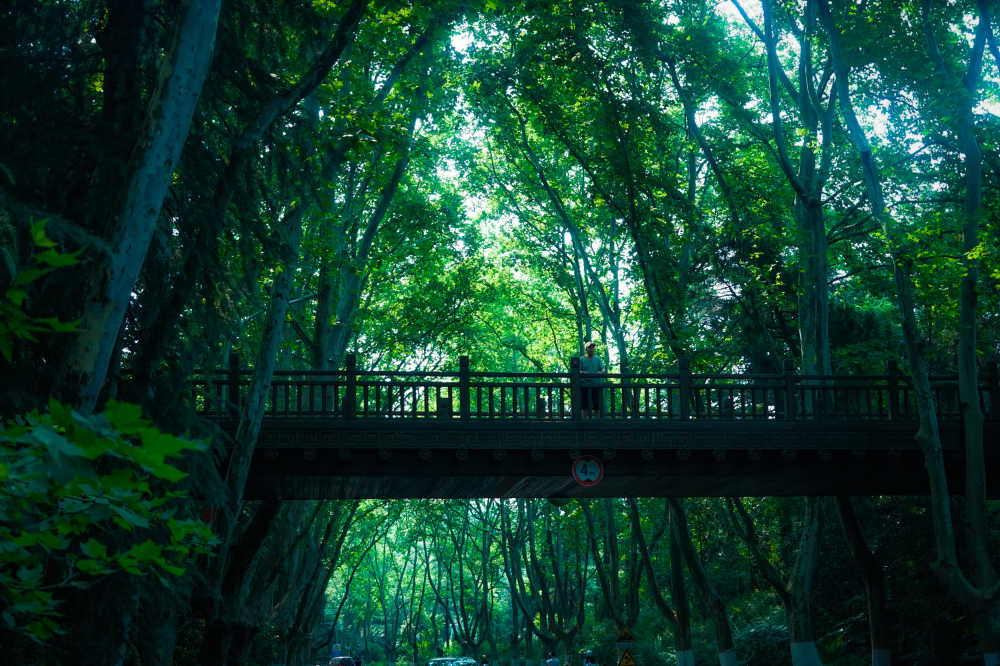 梧桐大道