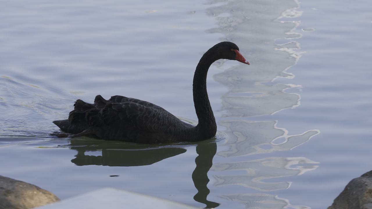 杨府山公园观鸟 19