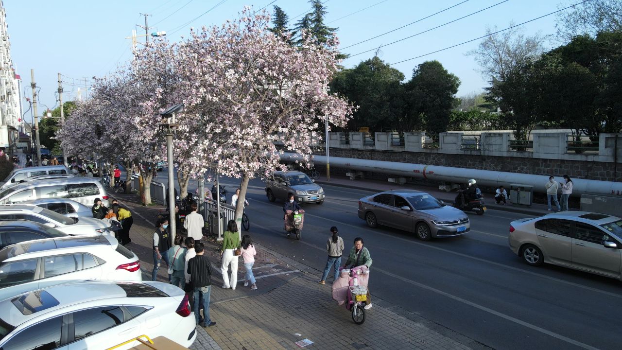 平顶山湛北路玉兰花航拍空镜